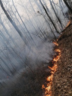 Incendiu puternic lângă Gurahonț. Au ars aproximativ 5 hectare de vegetație uscată

