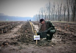 Împăduriri în masă în România. Romsilva va planta circa 19 milioane de puieți forestieri în campania de împăduriri de primăvară