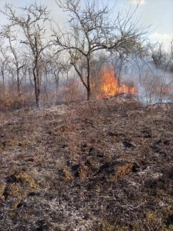 Dezastru ecologic. Aer greu respirabil ca la Mariupol. Doar în acest weekend au ars 148 de hectare. 21 de incendii de vegetație uscată stinse de pompierii arădeni