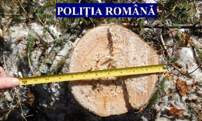 Pensionar din Cărand a tăiat și a furat un copac din pădure ca să-și facă focul, dar s-a ales cu dosar penal