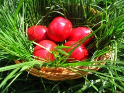 Obiceiuri și tradiții în a doua zi de Paște. Obiceiul ”Udatului” și ciocnitul ouălor invers. Tradiții și superstiții din Transilvania

