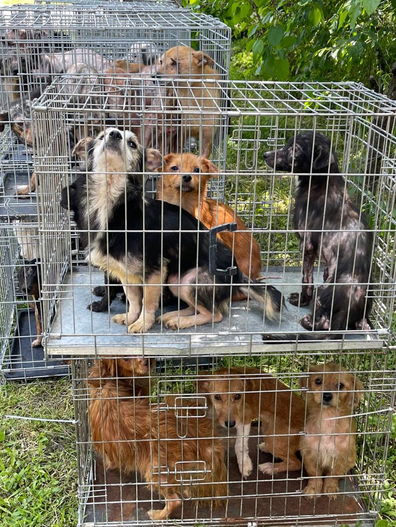 Aproape 100 de câini ținuți în condiții mizerabile la Gurba. Aceștia au fost plasați în adăpost de polițiștii Biroului pentru Protecția Animalelor

