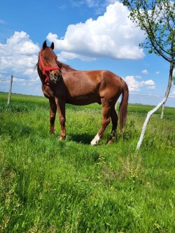 Un cal speriat, abandonat pe strada Cocorilor, a fost salvat de polițiștii de la protecția animalelor

