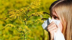 Arădenii care suferă de alergie la polen sunt invitați la un consult de specialitate la Spitalul Județean. Unul din patru români suferă de reacții alergice cauzate de polen