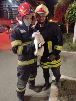 O pisică buclucașă și un cățel neastâmpărat, salvați luni seara de pompierii arădeni 