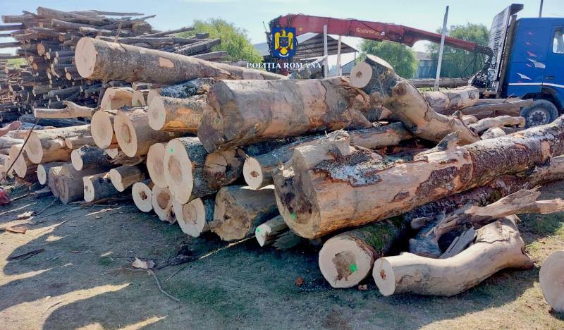 Controale ample în zona Ineu-Sebiș-Moneasa-Gurahonț, pe linia transportului și comercializării materialului lemnos. Au fost confiscați 42 metri cubi de lemn