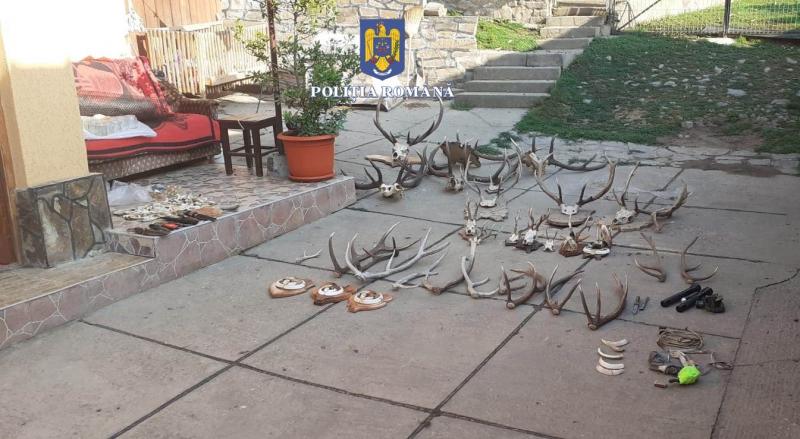 Trofee de cerb și căprior, țigări de contrabandă, cuține de vânătoare, de toate au găsit polițiștii la perchezițiile din Mădrigești și Secaș