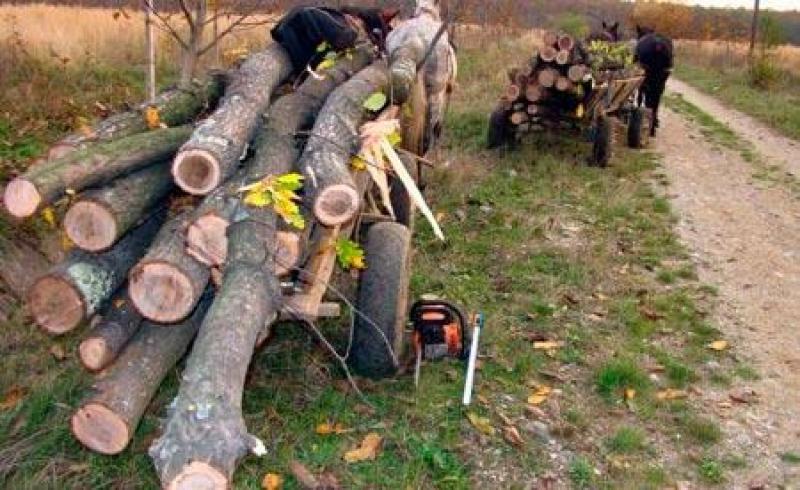 Un pensionar de 74 de ani din Dieci a tăiat și a furat nu mai puțin de 24 de copaci