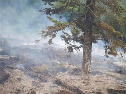 De 7 ori mai multe incendii în pădurile României în prima jumătate a anului 2022 față de perioada anterioară a anului trecut. Pagube de aproape 1 milion de lei