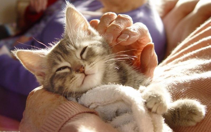 La mulți miau. 8 august – Ziua Internaţională a Pisicii. Curiozități despre prietenii torcăcioși care ne bucură viața de peste 9.000 de ani