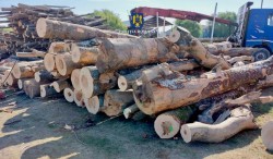Razie a polițiștilor arădeni la traficanții de lemn din Sântana

