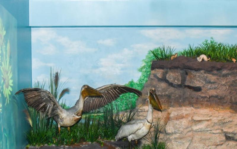 Exponatul lunii octombrie la Complexul Muzeal Arad este pelicanul comun 