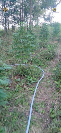 Cultură de cannabis pe o suprafață de 2.000 de metri pătrați descoperită în județul Arad 