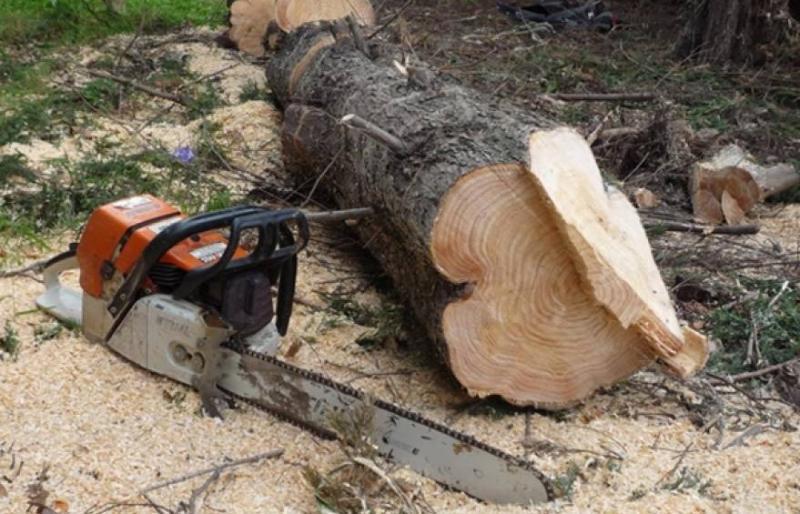 Captură ”uriașă” de lemn furat al polițiștilor din Beliu