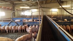 Marii fermieri din Arad ameninţă cu plângeri penale pentru vânzarea ilegală a porcilor, în contextul pestei 