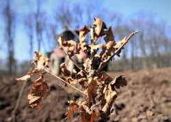 Împădurire masivă de toamnă. Romsilva plantează 3,5 milioane de puieți forestieri în campania de împăduriri de toamnă