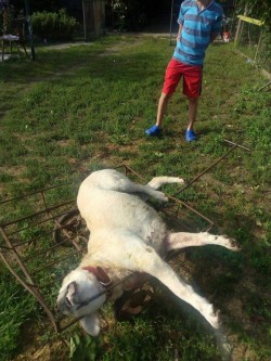 Ucigaș de câini căutat de polițiștii arădeni. 6 câini morți și alți 2 dispăruți în zona Galșa