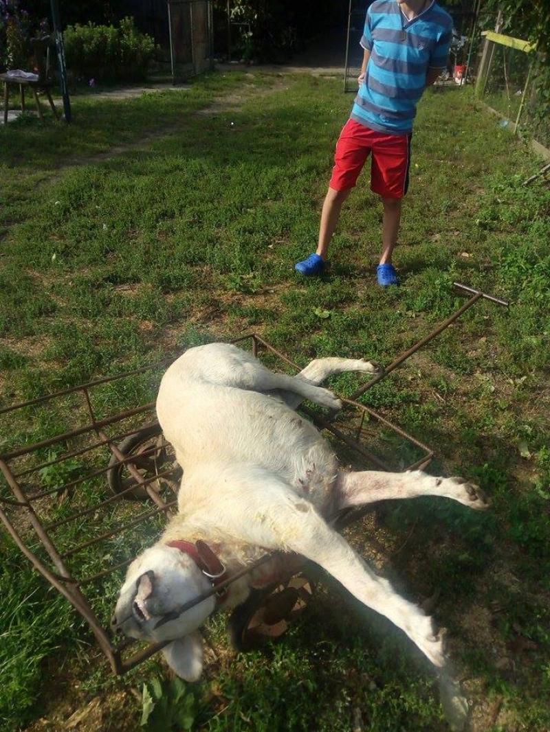Un pâncotan, bolnav psihic, a ucis 2 câini. Bărbatul este cercetat pentru ucidere cu intenție a animalelor