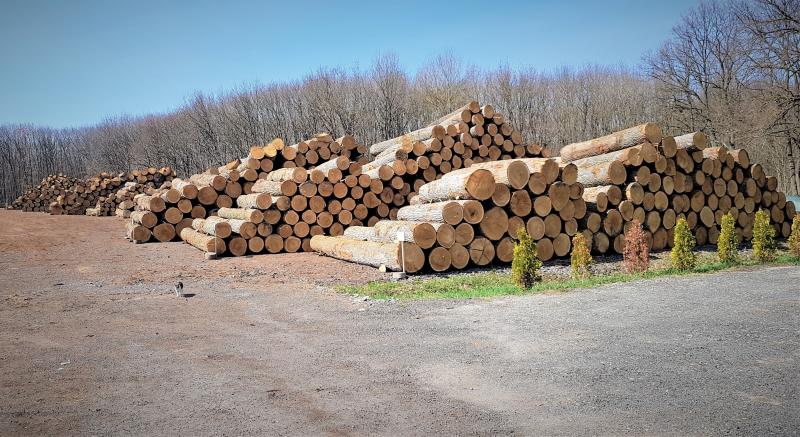 90% din volumul de lemn pe picior oferit de Romsilva în cadrul licitației principale a fost adjudecat de agenții economici