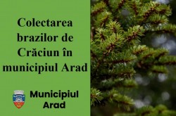 Începe colectarea brazilor naturali în Arad

