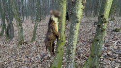 Cruzime de neimaginat! Bieți câini spânzurați în pădure 