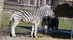 31 Ianuarie - Ziua Internațională a Zebrelor

