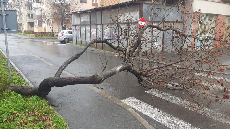 Stradă blocată în cartierul Alfa de un pom căzut în urma vântului puternic din seara precedentă