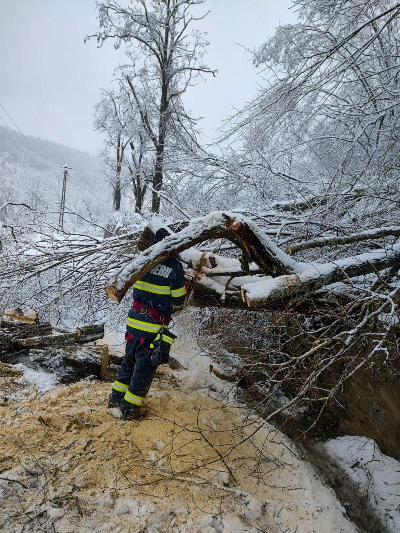 Pompierii arădeni au avut de furcă cu degajarea arborilor căzuți în urma viscolului. Drumul județean 707 este blocat