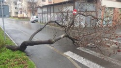 Stradă blocată în cartierul Alfa de un pom căzut în urma vântului puternic din seara precedentă