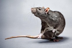 Și șobolanii pot fi eroi. 4 aprile – Ziua Mondială a Șobolanului