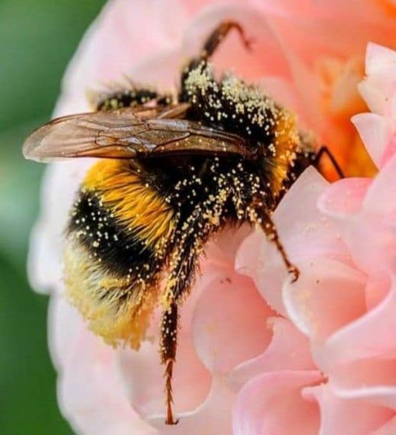 Albinele decimate de pesticide. 20 mai - Ziua mondială a albinelor
