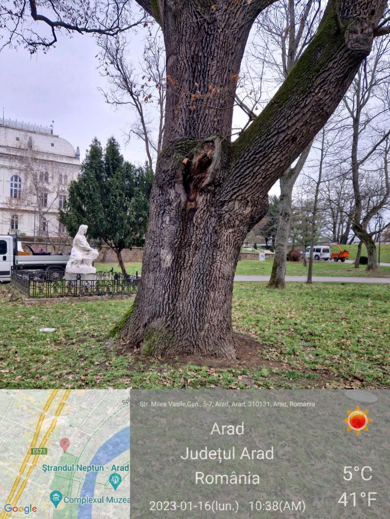 Primăria Arad explică motivul tăierii bătrânului stejar din parcul Mihai Eminescu