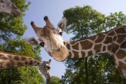 Ziua celor cu gât lung. 21 iunie – Ziua Internațională a Girafei 