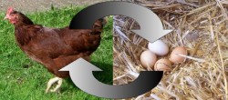 Ce a fost la început: oul sau găina? Viața mondenă prin ochii unui taximetrist