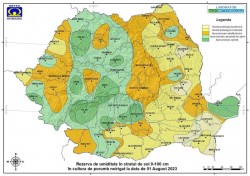 Rezerva de umiditate la porumb neirigat este satisfăcătoare în județul Arad, chiar apropiată de optim în zona Chișineu-Criș