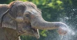 12 august - Ziua Mondială a Elefantului

