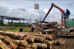 537 metri cubi de lemn de foc în valoare de 108.500 lei confiscați în urma unei razii pe linie silvică în județul Arad