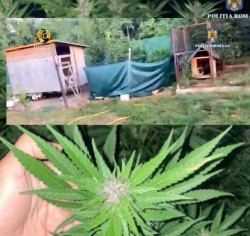 Bărbat de 40 de ani din Periam arestat preventiv pentru o cultură de cannabis înființată în curtea casei