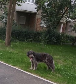 17 câini vagabonzi capturați în 2 zile de pe străzile Aradului