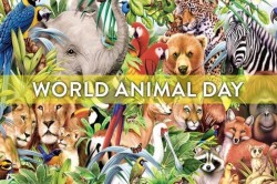 4 octombrie – Ziua Mondială a Animalelor. Probleme semnalate care încalcă drepturile necuvântătoarelor