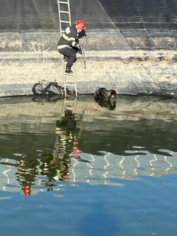 Un cățel căzut în apă, salvat de pompierii arădeni. Din păcate, al doilea a fost găsit mort

