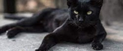 27 octombrie - Ziua Internațională a Pisicilor Negre