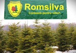 Romsilva pune la vânzare peste 20 de mii de pomi de Crăciun în sezonul sărbătorilor de iarnă
