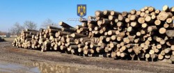 171 metri cubi de lemn confiscați, amenzi de 20.000 de lei și 2 dosare penale în urma unei razii efectuate în județul Arad în domeniul silvic

