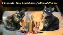2 ianuarie – Ziua Anului Nou al Pisicilor. Lucruri interesante despre pisici