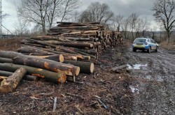 Cu ochii pe exploatările ilegale de lemn