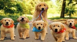 ”Copoiul Auriu” la moment de sărbătoare. 3 februarie – Ziua Câinelui Golden Retriever


