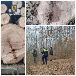 Hoț de lemne din pădure din Petriș identificat și reținut de polițiști