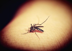 Malaria a ucis-o pe Camelia, fosta soție a președintelui CJ Cluj, Alin Tișe. Femeia fusese în vacanță în Zanzibar