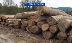 218 metri cubi de lemn confiscați și amenzi de 30.000 de lei în urma unei acțiuni pe linie silvică în județul Arad